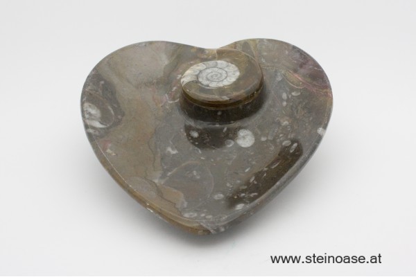Fossilien Herz-Steinschale